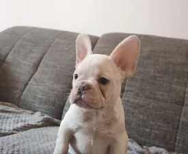 Róma - French Bulldog Puppy for sale