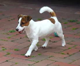 Gold Leash Pascal - Jack Russell Terrier eladó kiskutya