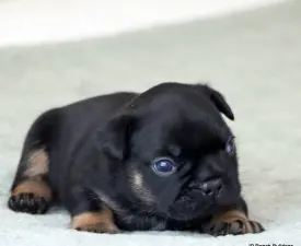 Max - Bulldog francese Cucciolo in vendita