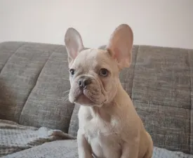 Tokió  - French Bulldog Puppy for sale