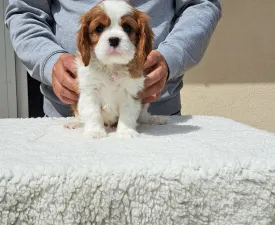 Sze Tis Best Falco - Cavalier King Charles Spaniel Angebotener Welpe