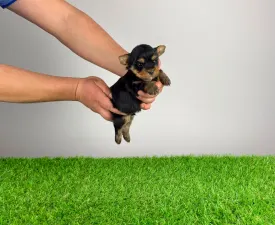 Randy - Yorkshire terrier Szczenię na sprzedaż