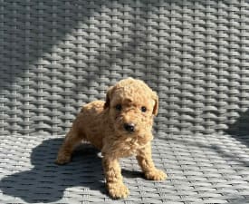 Odett - Caniche Nain Chiot à vendre