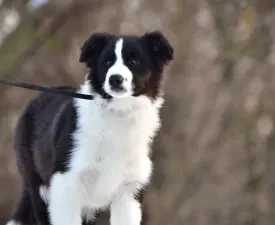 Gingers Heritage Call Me Legend - Border Collie Puppy for sale