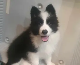 Aerten Of Dynamic Pleasure - Border Collie Puppy for sale