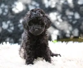 Blackpink - Poodle Miniature Puppy for sale