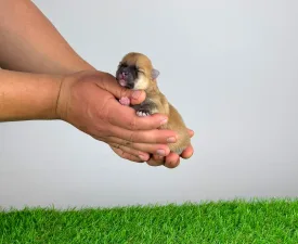 Bennet - Spitz tedesco piccolo Cucciolo in vendita