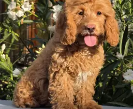 Pepe(health Tested) - Cavapoo eladó kiskutya