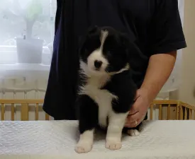 Rubin - Border kolie Štěně na prodej