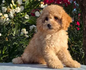 Bobby( Health Tested) - Cavapoo eladó kiskutya