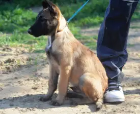 Aibo 5174 - Belga juhászkutya eladó kiskutya