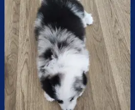 Connor - Border collie Szczenię na sprzedaż