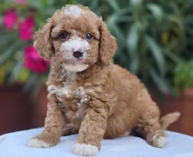 Ariel - Cavapoo eladó kiskutya