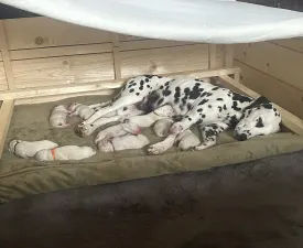 Aris - Dalmatinski pas Štenci na prodaju