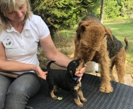 Alfas Ligth Blue - Airedale Terrier Angebotener Welpe