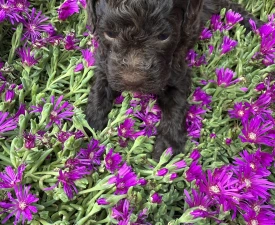 Fredy - Lagotto Romagnolo eladó kiskutya