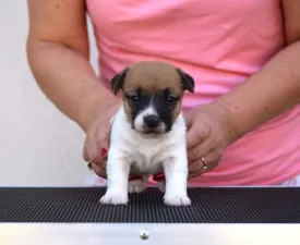 Gold Leash Rufus - Jack Russell Terrier eladó kiskutya