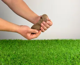 Poldy - Toy uszkár eladó kiskutya