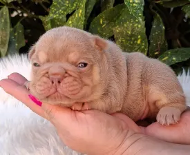 Ella  - French Bulldog Puppy for sale