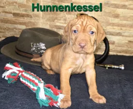 Alana Vom Hunnenkessel - Drótszőrű magyar vizsla eladó kiskutya