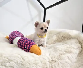 Pianka  - Chihuahua Chiot à vendre
