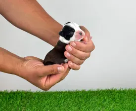 Jamila - Boston Terrier Cățeluș de vânzare