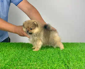 Dally - German Pomeranian Spitz Puppy for sale