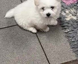 Benito - Coton de Tulear Cățeluș de vânzare