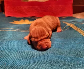 Csatár - Rövidszőrű magyar vizsla eladó kiskutya