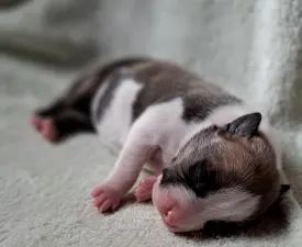 Unique Blood Espresso - American Staffordshire Terrier Puppy for sale