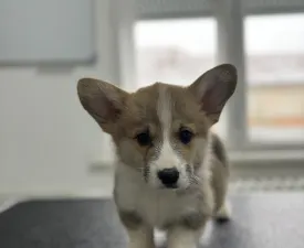 Jack - Welsh Corgi Pembroke Angebotener Welpe