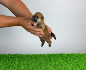 Tako - Shiba Inu Chiot à vendre