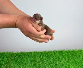 Chiquita - Chihuahua Angebotener Welpe