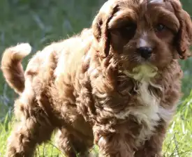 Riley - Cavapoo Štěně na prodej