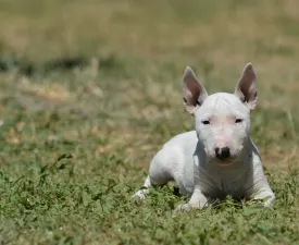 Gemma - Miniature Bullterrier Puppy for sale