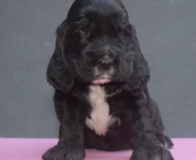 Kephallénia Oceanus Merkúr  - English Cocker Spaniel Puppy for sale