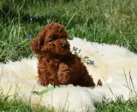 Merlot - Poodle Medium Puppy for sale