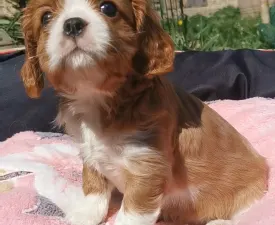 Irina - Cavalier King Charles Spaniel Cucciolo in vendita