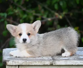 Gólyahír - Pembroke Welsh Corgi eladó kiskutya