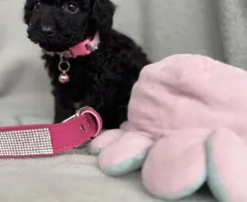 Lola  - Карликовый пудель Щенок на продажу