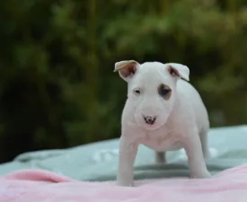 Lotti - Miniatűr bullterrier eladó kiskutya