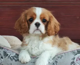 Pippa  - Kavalír King Charles španěl Štěně na prodej