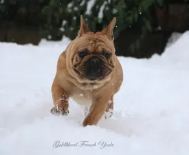 Yoda - French Bulldog Puppy for sale