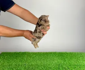 Ilox - Yorkshire Terrier Chiot à vendre