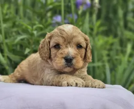 Conan - Cavapoo Puppy for sale