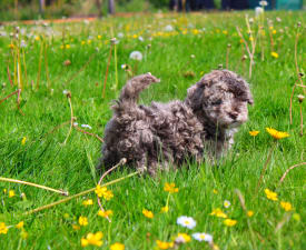 Grace - Poodle Toy Puppy for sale