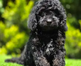 Mendosa - Cavapoo eladó kiskutya