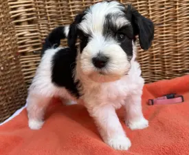 Charlotte - Miniature Schnauzer Puppy for sale