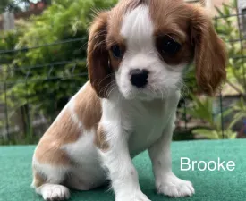 Brooke - Cavalier King Charles spániel eladó kiskutya