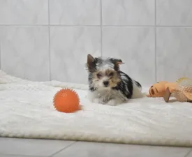 Robin Orient  - Бивер-йоркширский терьер Щенок на продажу